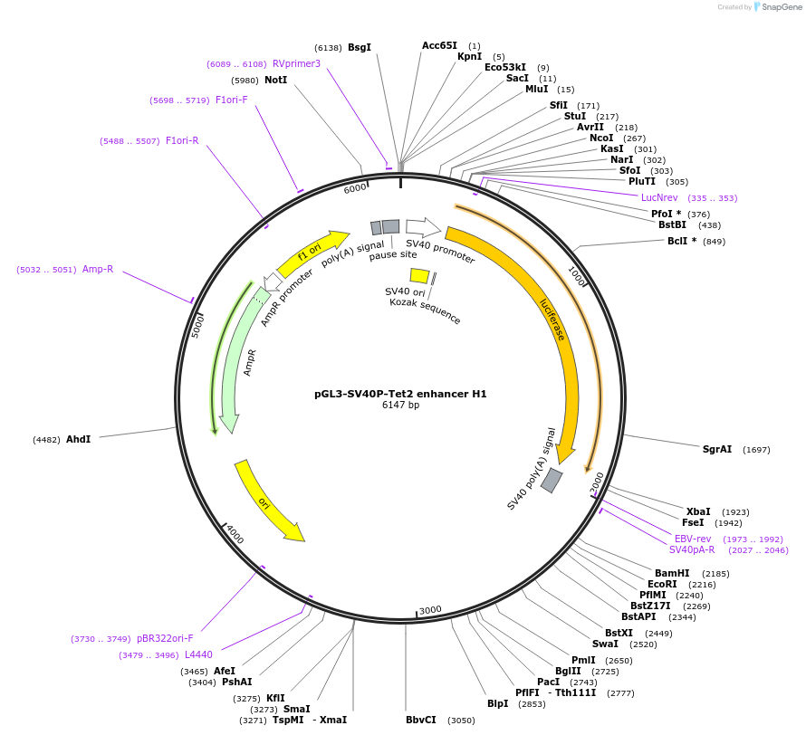 63883-plasmid-map-sequence-id-106635