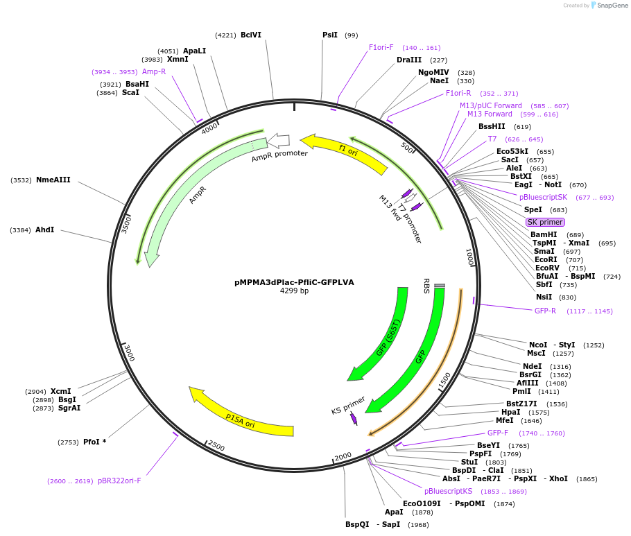 23342-plasmid-map-sequence-id-10664
