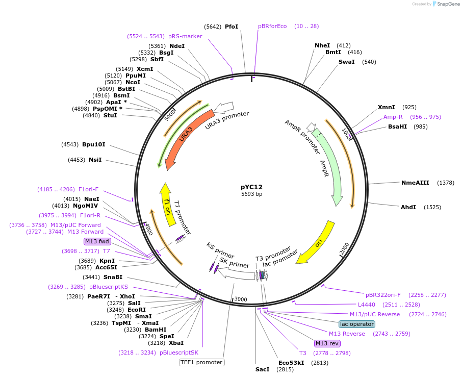 63911-plasmid-map-sequence-id-106672