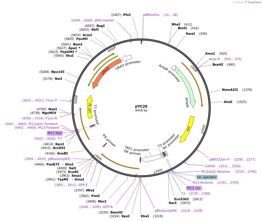 63914-plasmid-map-sequence-id-106675
