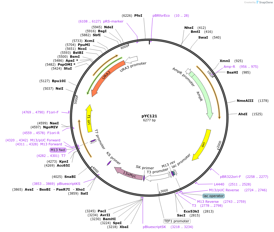 63917-plasmid-map-sequence-id-106678