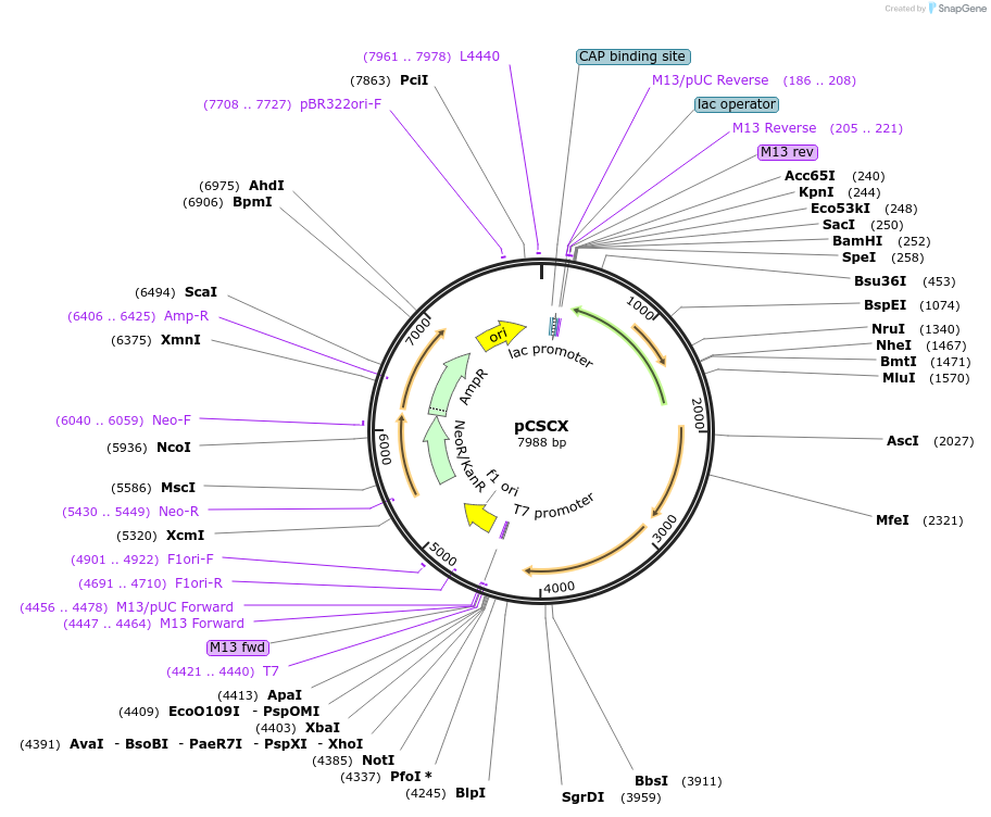 63918-plasmid-map-sequence-id-106680