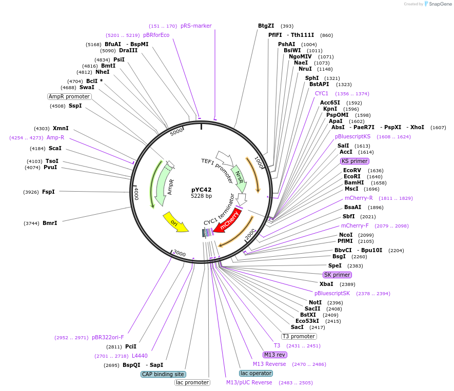 63920-plasmid-map-sequence-id-106681