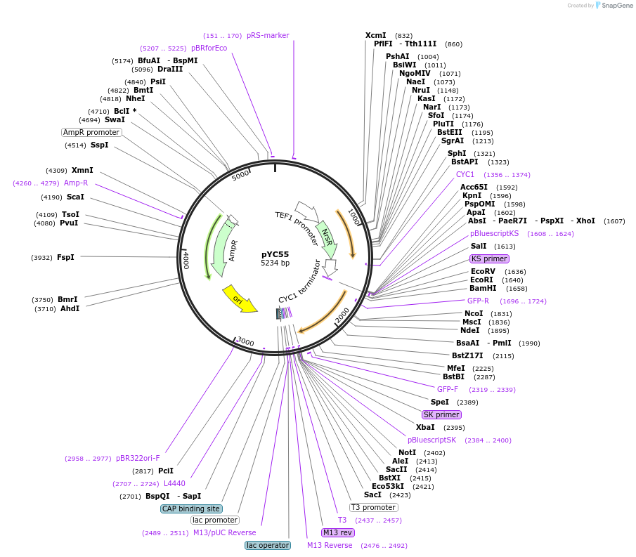 63922-plasmid-map-sequence-id-106682