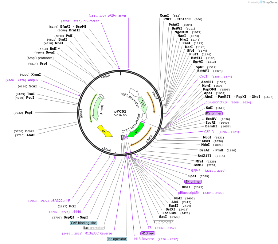 63925-plasmid-map-sequence-id-106683
