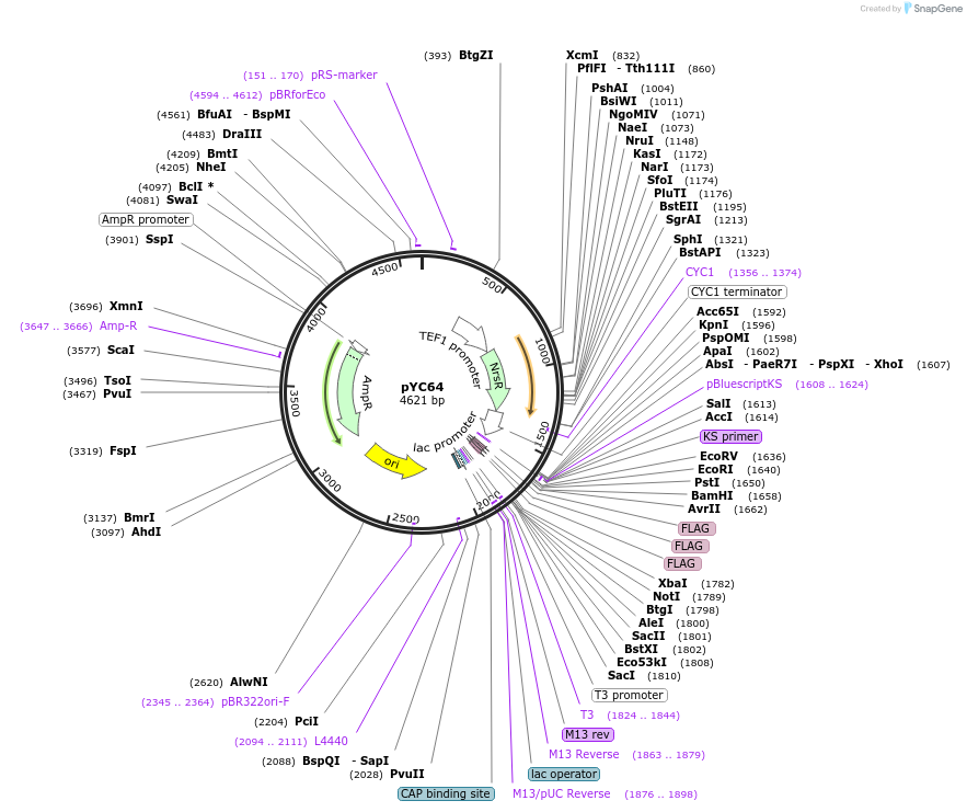 63928-plasmid-map-sequence-id-106686