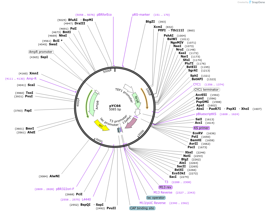 63929-plasmid-map-sequence-id-106687