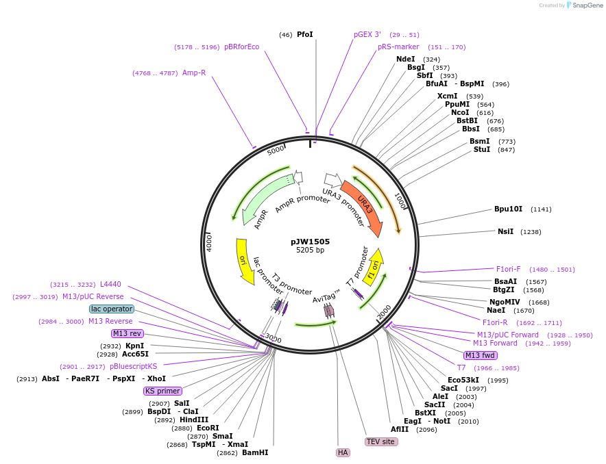 62359-plasmid-map-sequence-id-106756