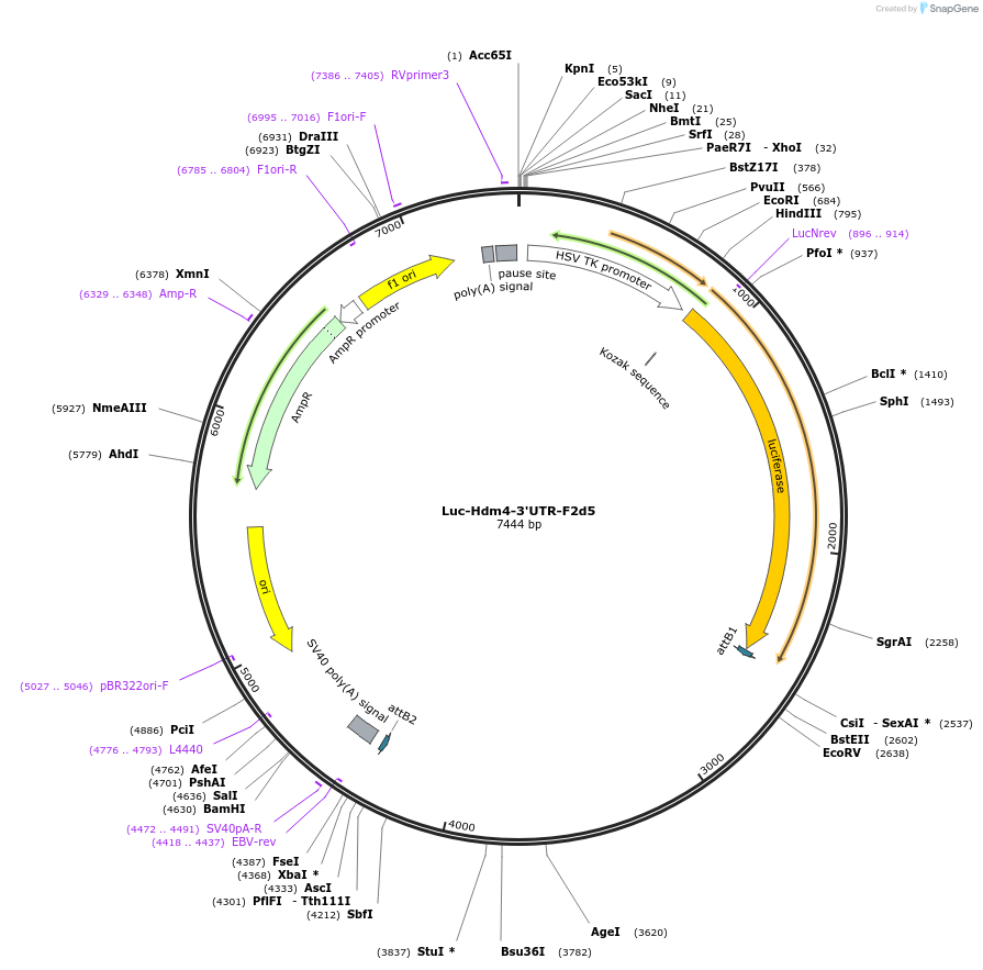 64018-plasmid-map-sequence-id-106757