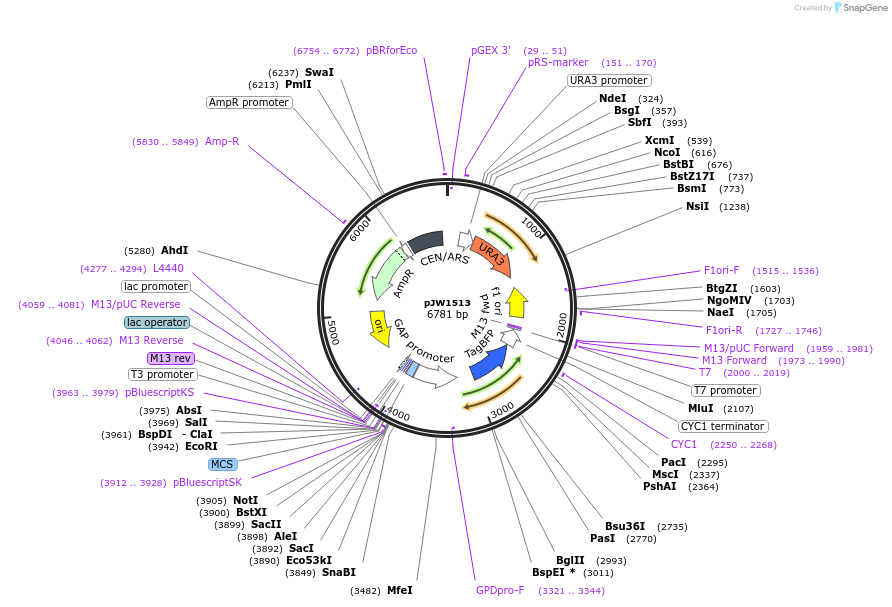 62383-plasmid-map-sequence-id-106759