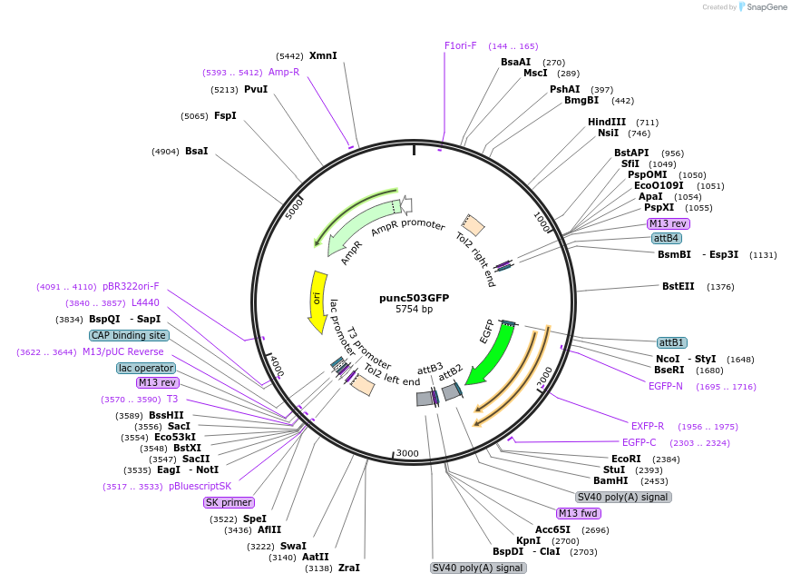 64021-plasmid-map-sequence-id-106787