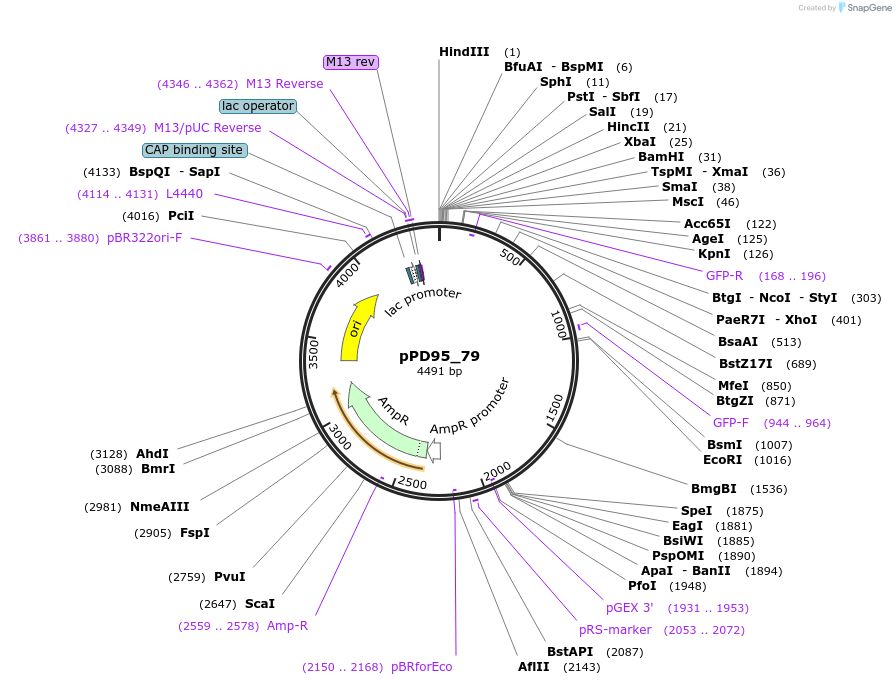 1496-plasmid-map-sequence-id-107