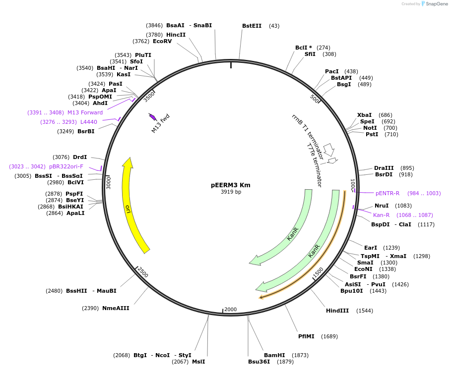 64025-plasmid-map-sequence-id-107007