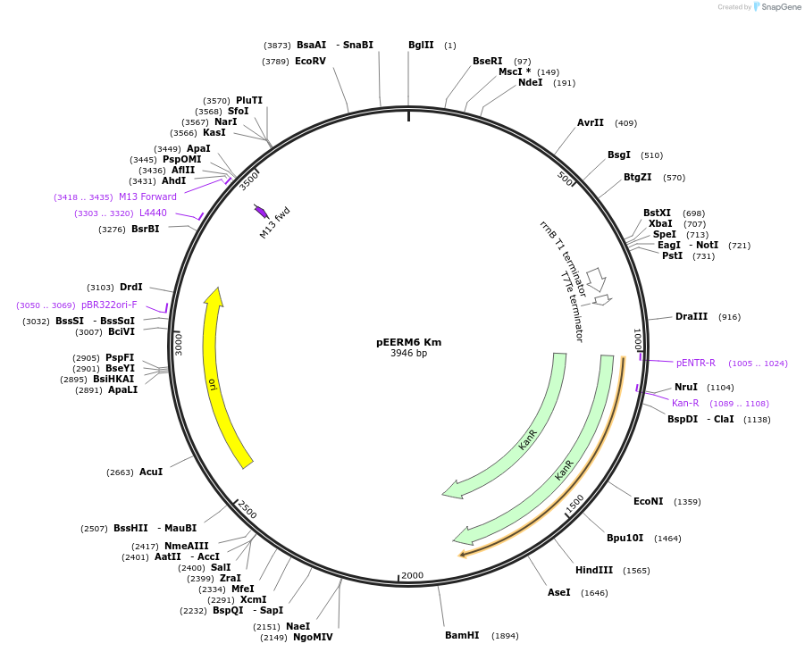 64027-plasmid-map-sequence-id-107013