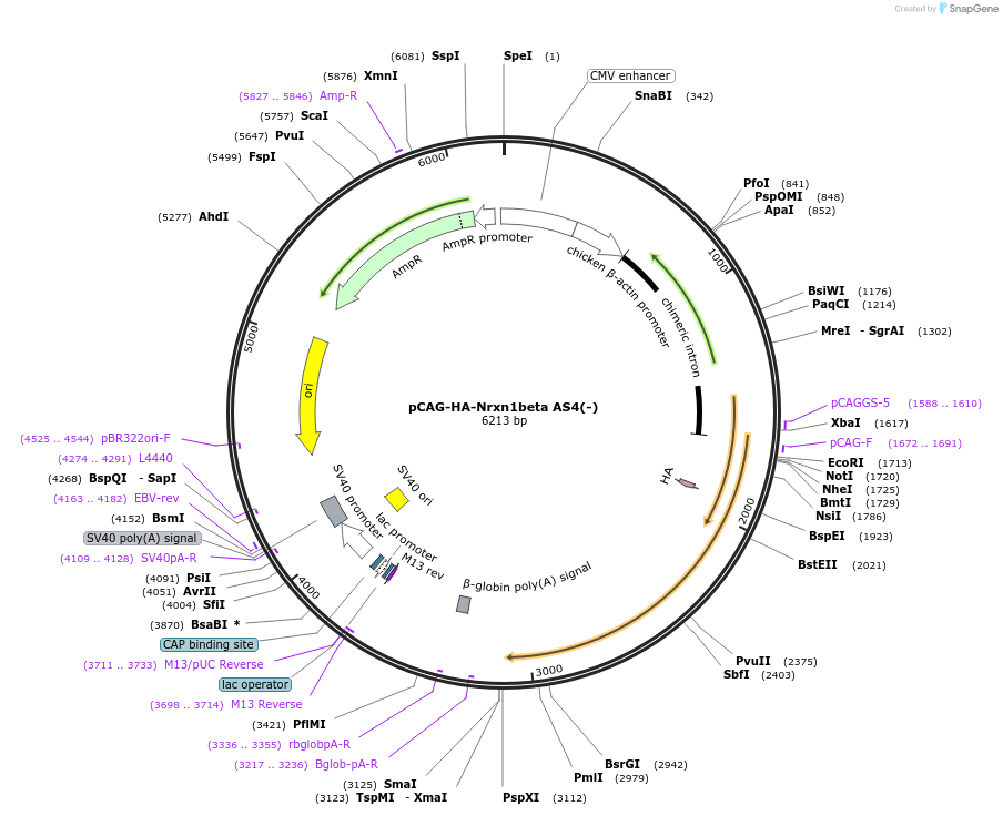 59409-plasmid-map-sequence-id-107053