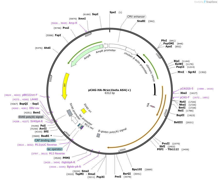 59410-plasmid-map-sequence-id-107054