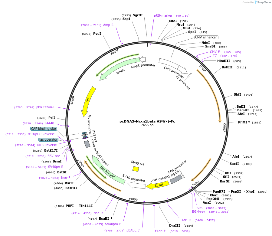 59313-plasmid-map-sequence-id-107095