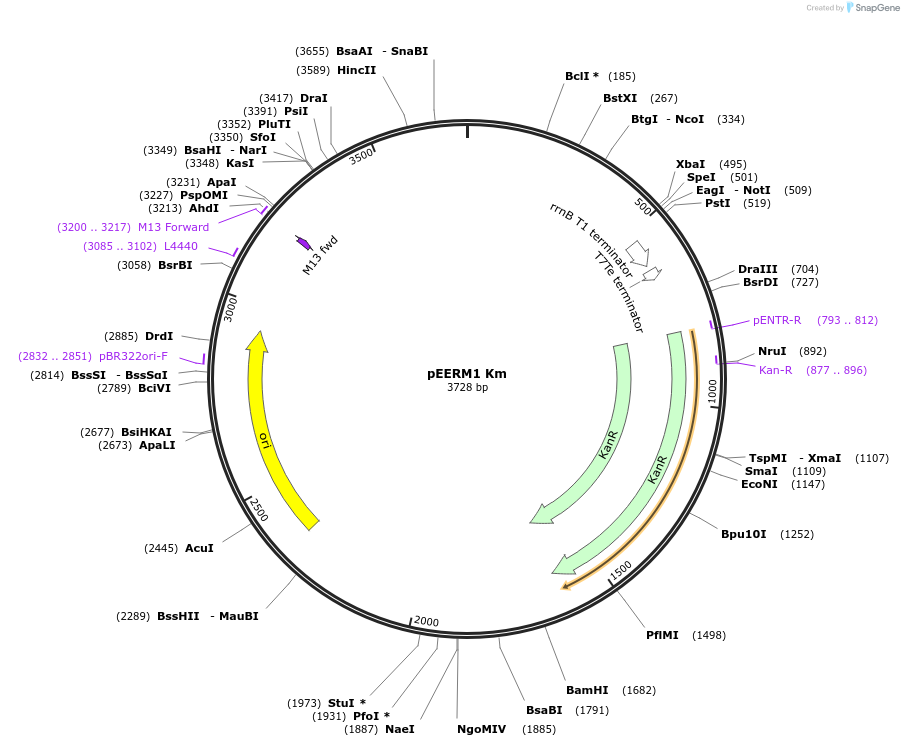 64024-plasmid-map-sequence-id-107096