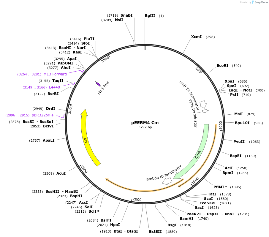 64026-plasmid-map-sequence-id-107101