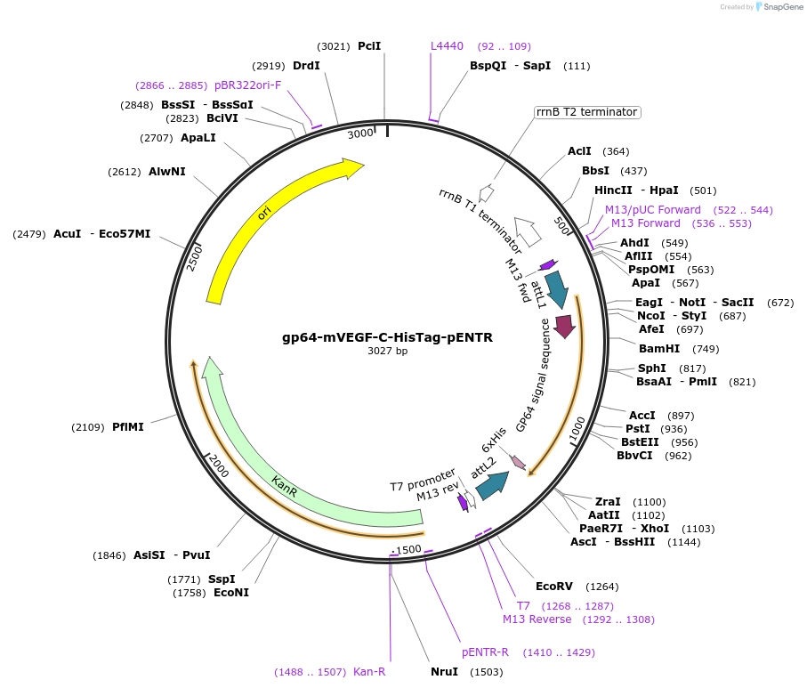 64065-plasmid-map-sequence-id-107106