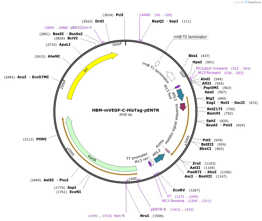 64066-plasmid-map-sequence-id-107107