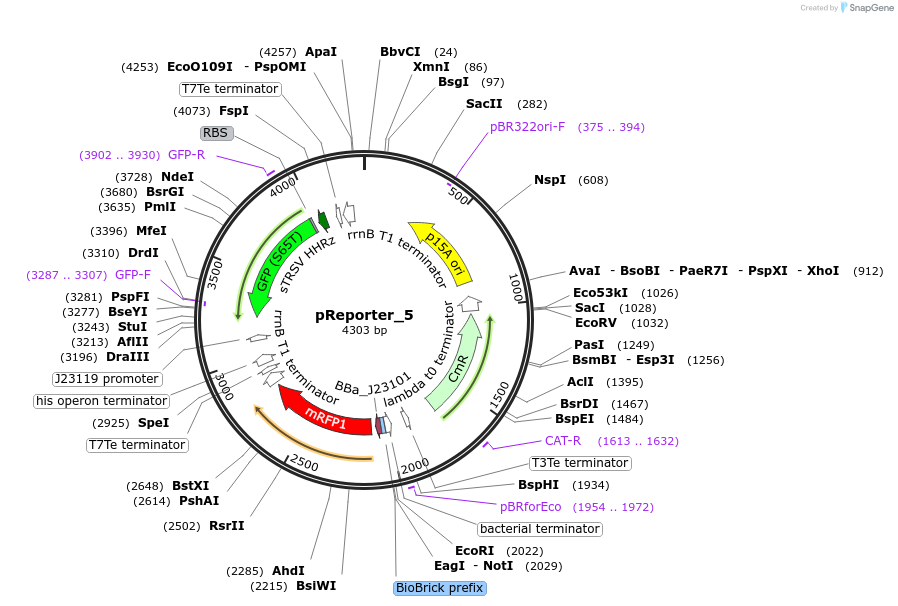 60566-plasmid-map-sequence-id-107117