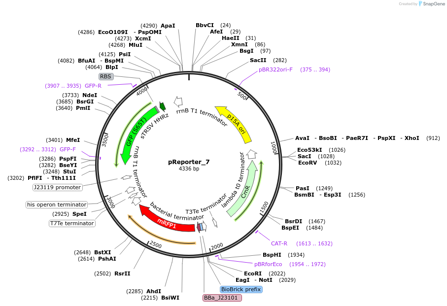 60567-plasmid-map-sequence-id-107118