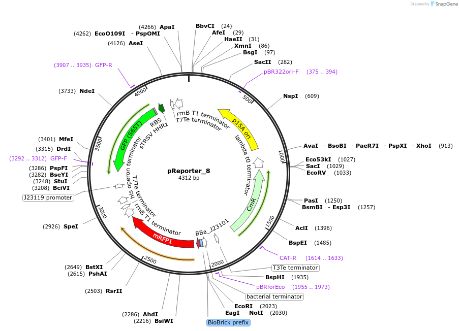 60568-plasmid-map-sequence-id-107120