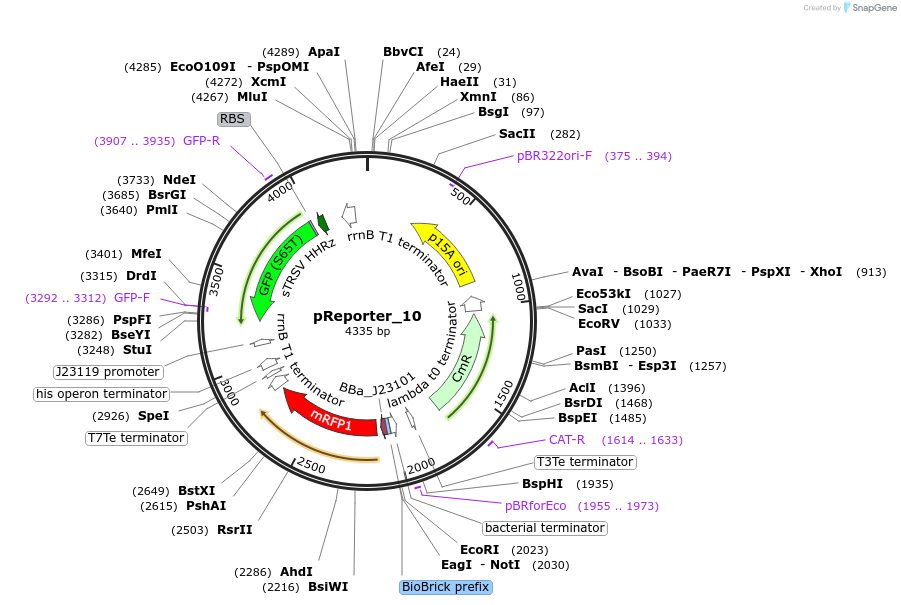 60570-plasmid-map-sequence-id-107122
