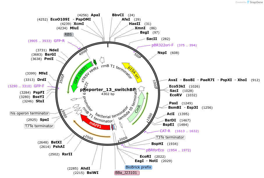 62848-plasmid-map-sequence-id-107127