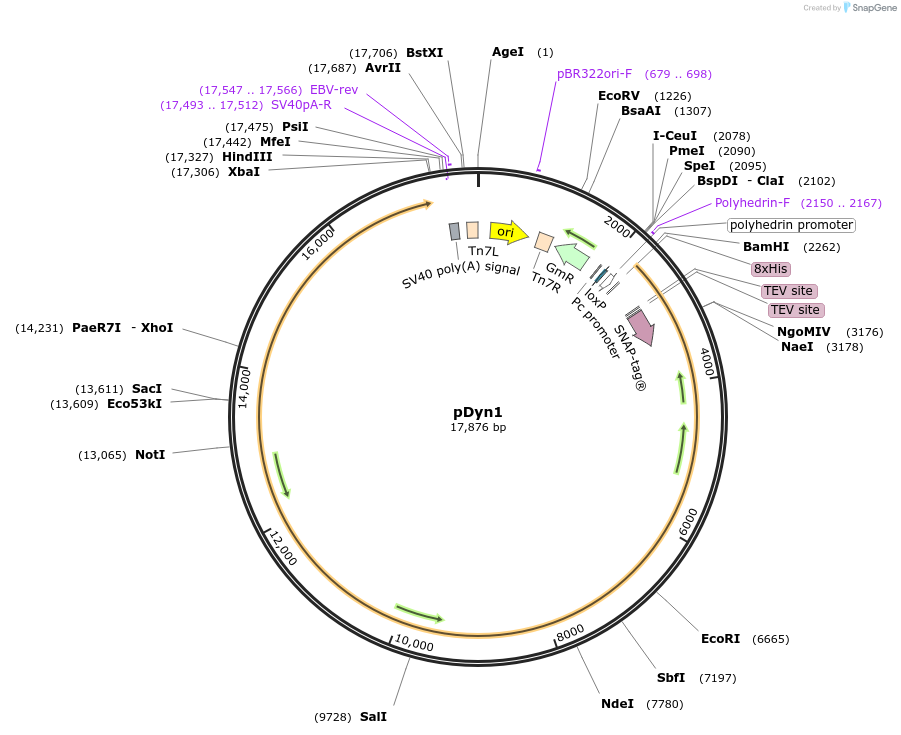 64067-plasmid-map-sequence-id-107133