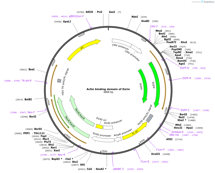 62381-plasmid-map-sequence-id-107142