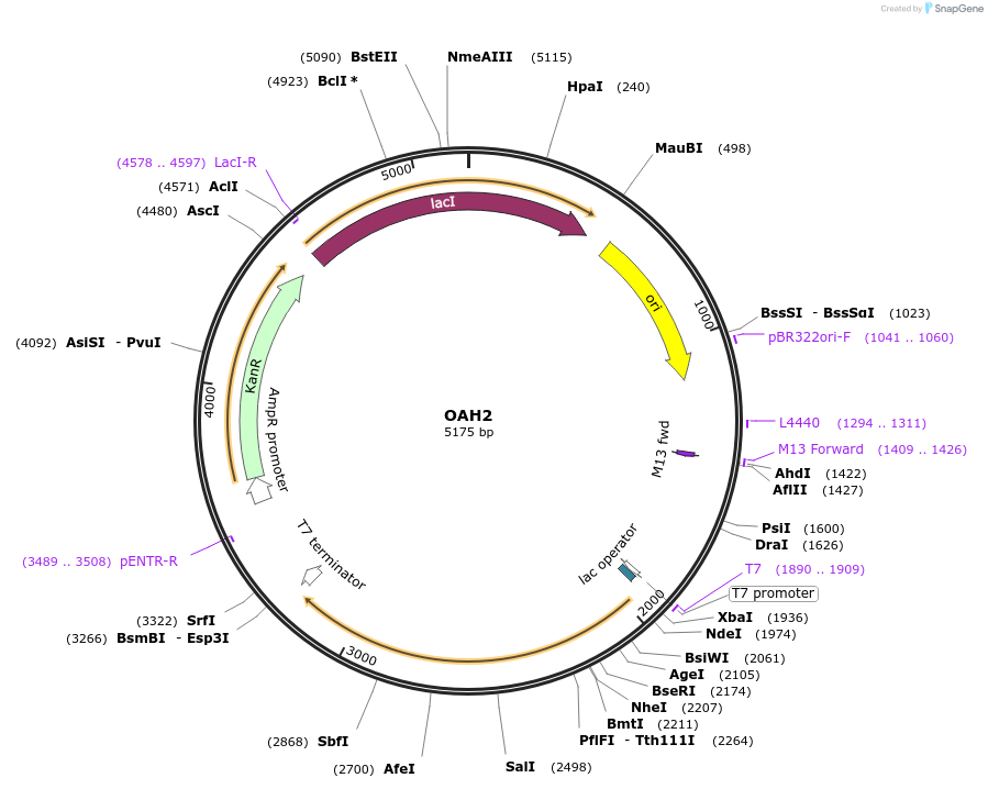 64074-plasmid-map-sequence-id-107149