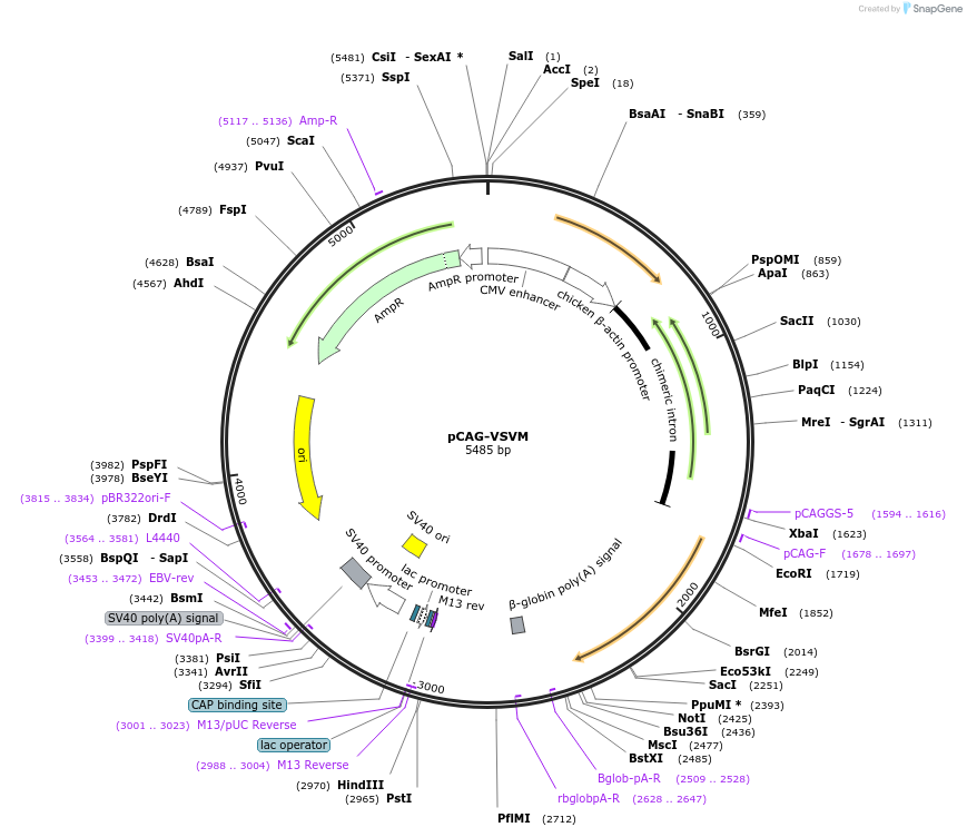 64086-plasmid-map-sequence-id-107218