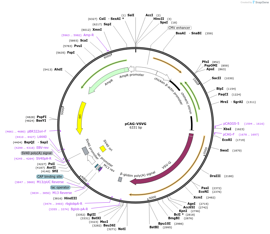 64084-plasmid-map-sequence-id-107221