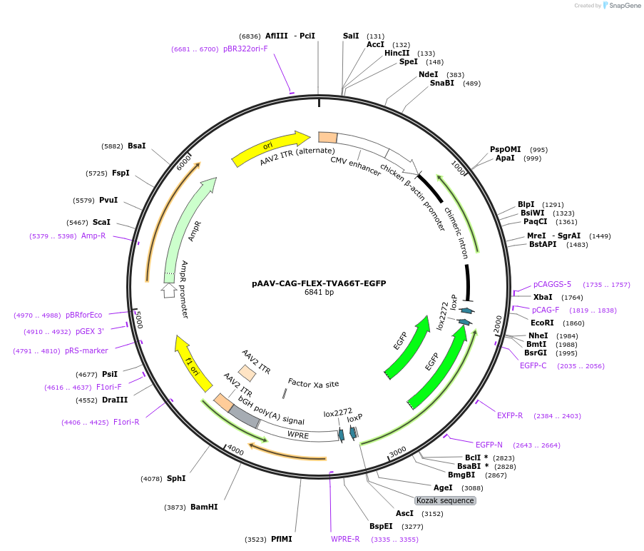 64091-plasmid-map-sequence-id-107230
