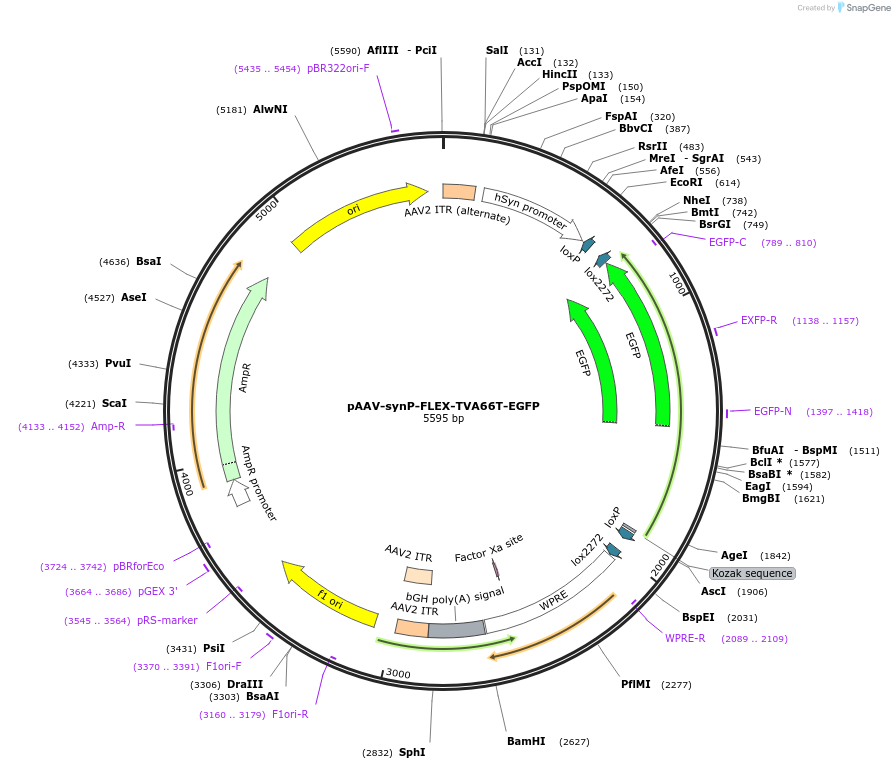 64096-plasmid-map-sequence-id-107236