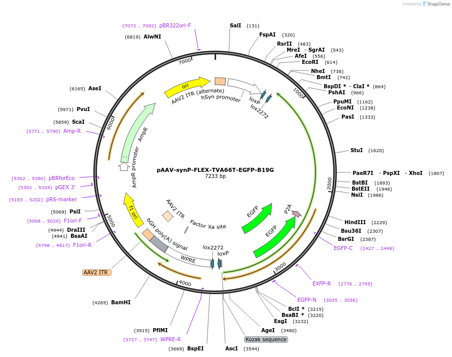 64097-plasmid-map-sequence-id-107238