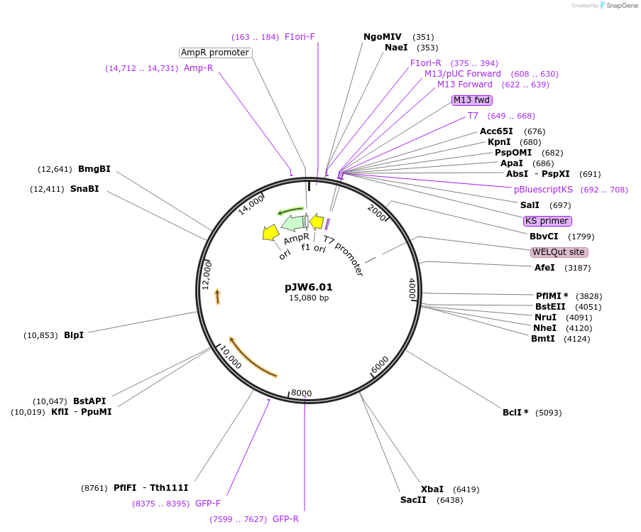 62882-plasmid-map-sequence-id-107292