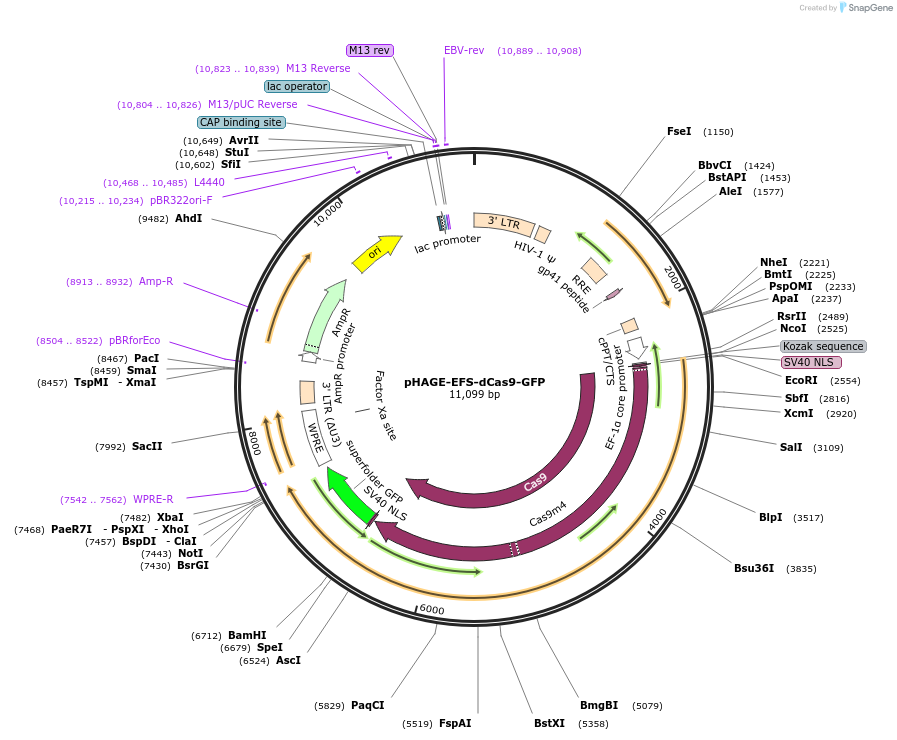 64104-plasmid-map-sequence-id-107303