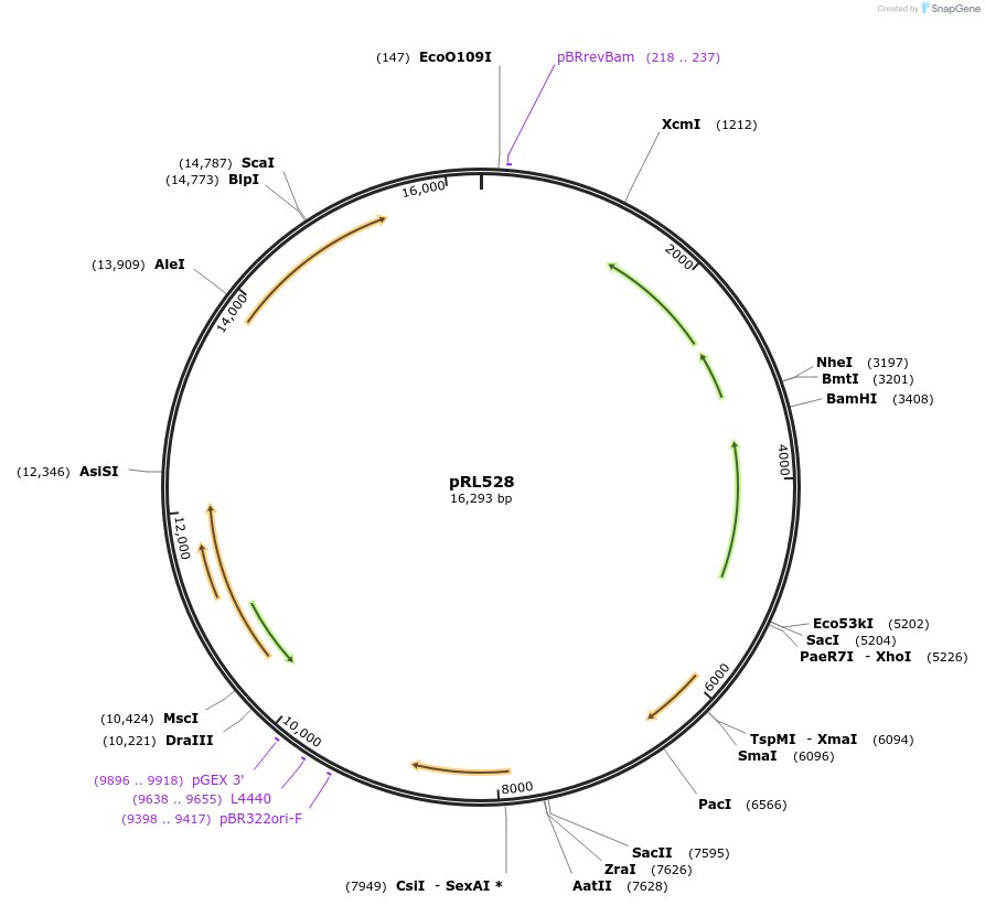 58495-plasmid-map-sequence-id-107317