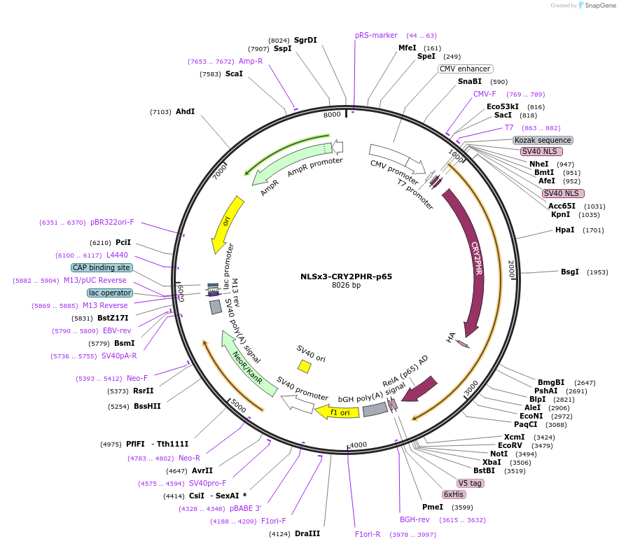 64124-plasmid-map-sequence-id-107322