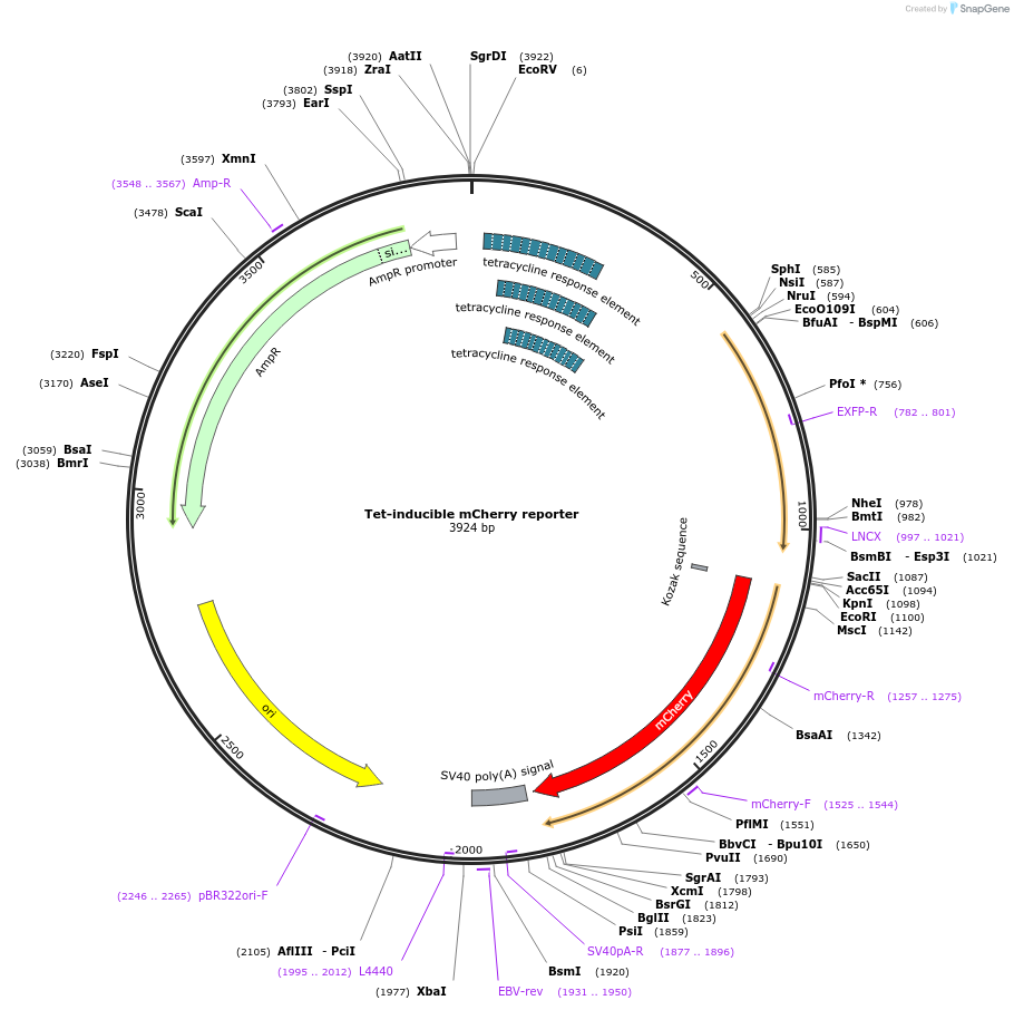 64128-plasmid-map-sequence-id-107337