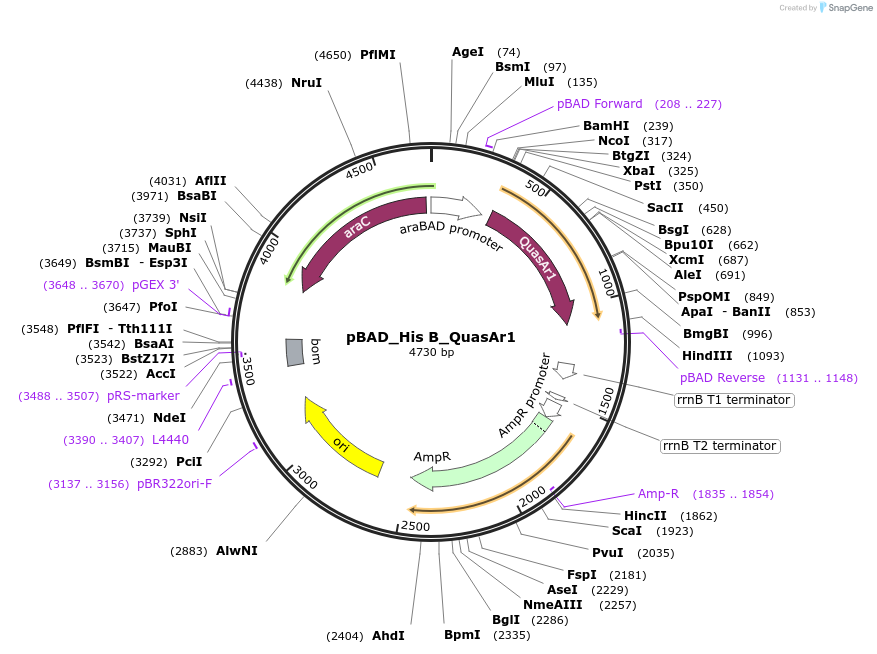 64135-plasmid-map-sequence-id-107388