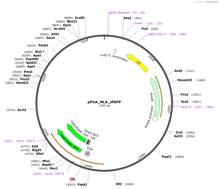 63709-plasmid-map-sequence-id-107390