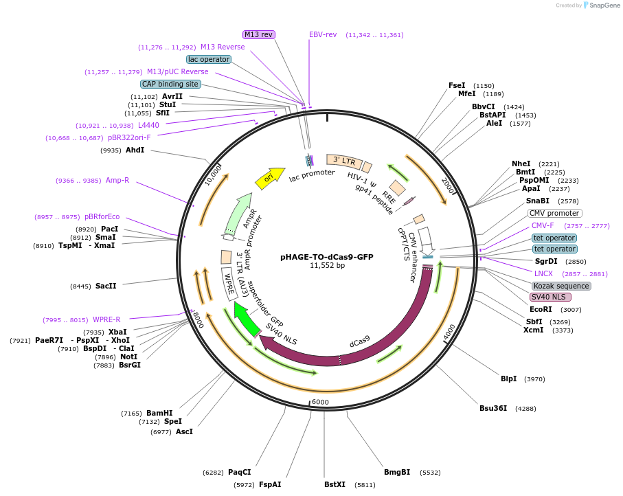 64106-plasmid-map-sequence-id-107420