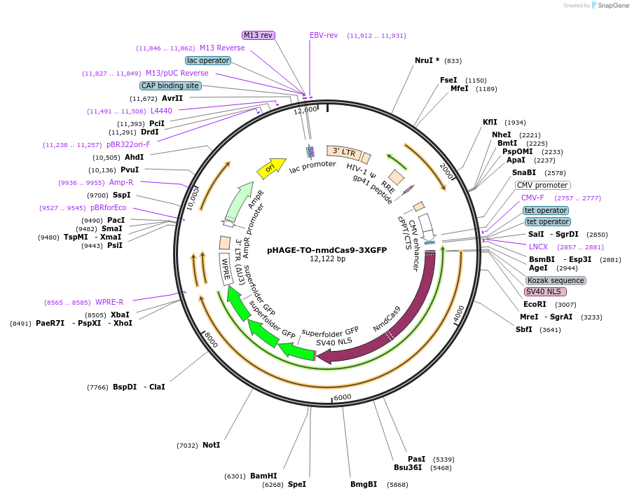 64109-plasmid-map-sequence-id-107423
