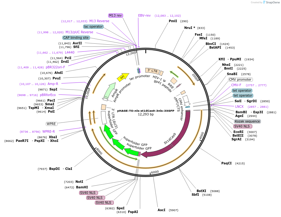 64111-plasmid-map-sequence-id-107425