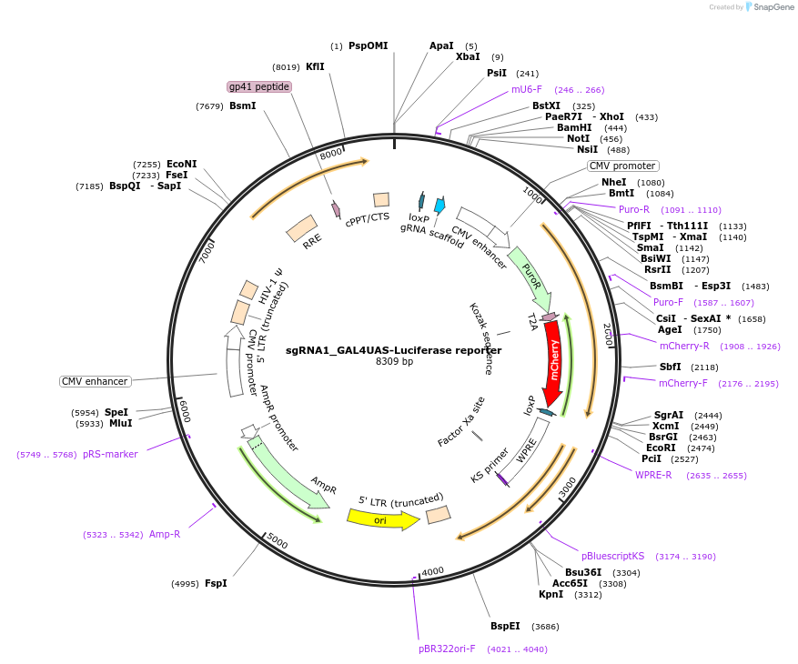 64157-plasmid-map-sequence-id-107441
