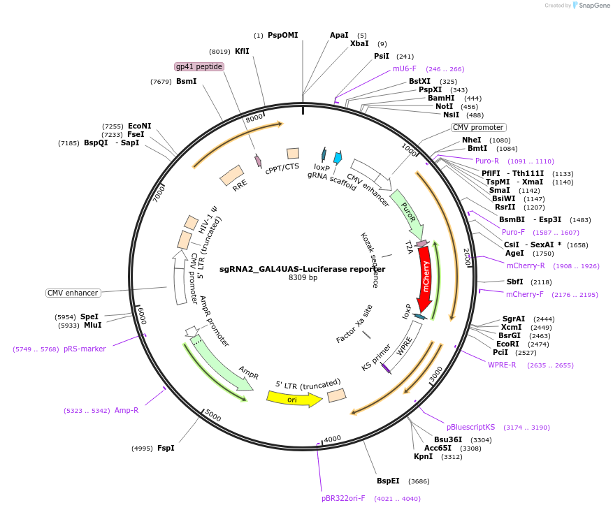64158-plasmid-map-sequence-id-107442